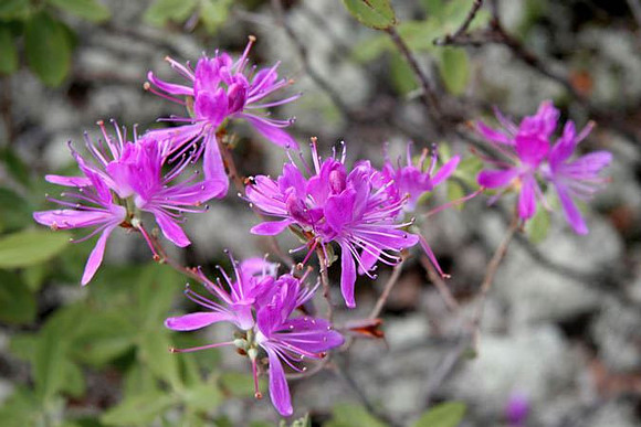 Rhododendron Canadensis in Newfoundland