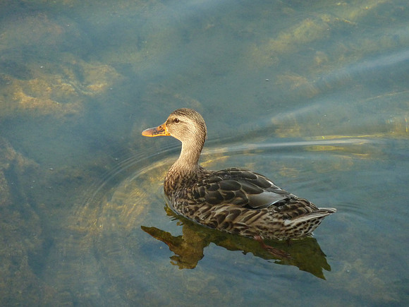 Black Duck on Big Cedar Lake
